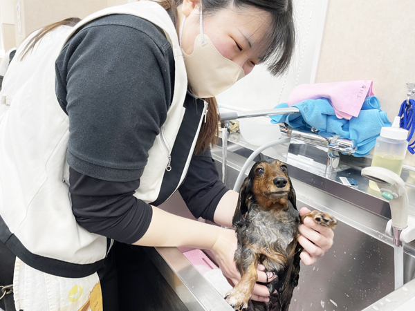 モデル犬を卒業したうるちちゃん♪